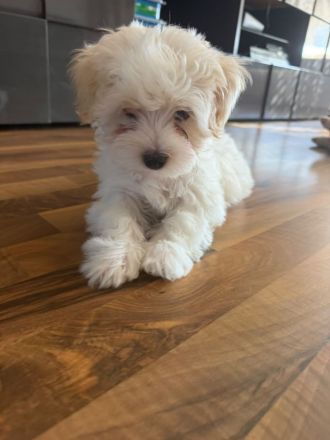 Süße Malteser-Yorkshire-Terrier-Mix-Welpen