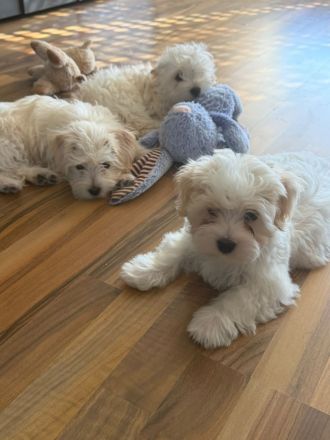 Süße Malteser-Yorkshire-Terrier-Mix-Welpen