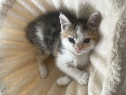 3 Katzenbabys