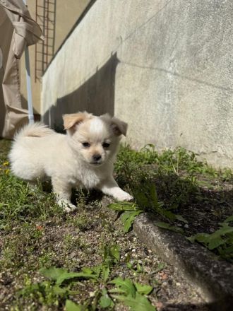 Unsere 2 kleinen männlichen Chihuahua Welpen suchen ihr großes Glück! ❤️