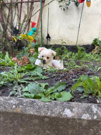 Unsere 2 kleinen männlichen Chihuahua Welpen suchen ihr großes Glück! ❤️