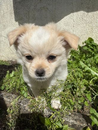 Unsere 2 kleinen männlichen Chihuahua Welpen suchen ihr großes Glück! ❤️