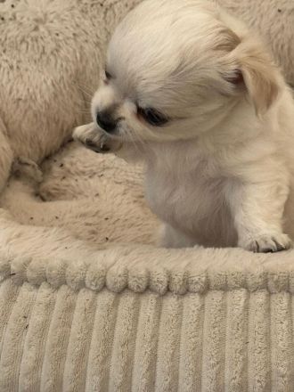 Unsere 6 kleinen Chihuahua Welpen suchen ihr großes Glück! ❤️