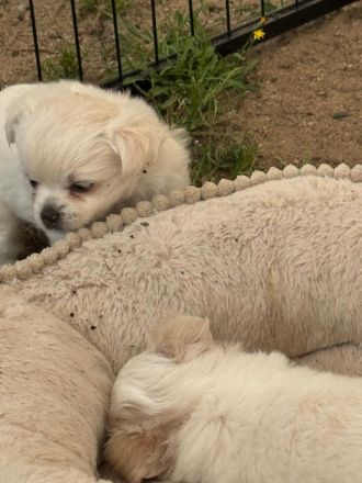 Unsere 6 kleinen Chihuahua Welpen suchen ihr großes Glück! ❤️