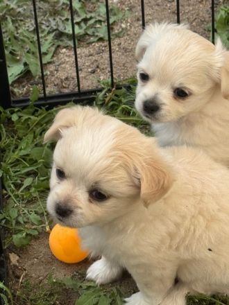 Unsere 6 kleinen Chihuahua Welpen suchen ihr großes Glück! ❤️