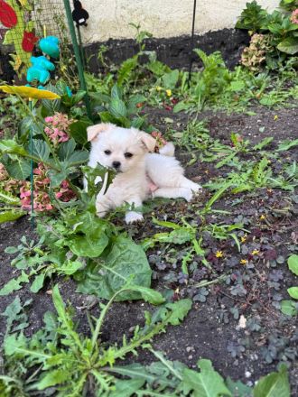 Unsere 2 kleinen männlichen Chihuahua Welpen suchen ihr großes Glück! ❤️