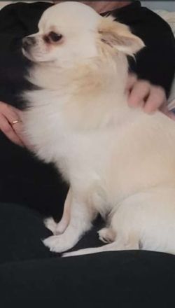 Unsere 6 kleinen Chihuahua Welpen suchen ihr großes Glück! ❤️