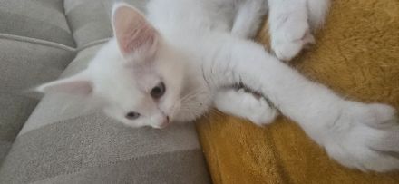 Weisse Türkisch Angora Mix Kitten abzugeben