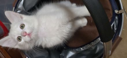 Weisse Türkisch Angora Mix Kitten abzugeben