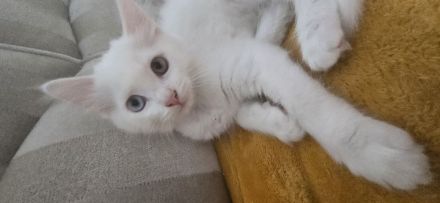 Weisse Türkisch Angora Mix Kitten abzugeben