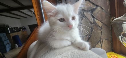 Weisse Türkisch Angora Mix Kitten abzugeben