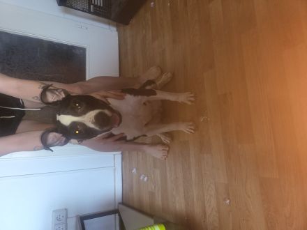 Hund Leider Abzugeben