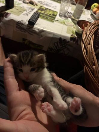 Sibirische Norwegische Waldkatze