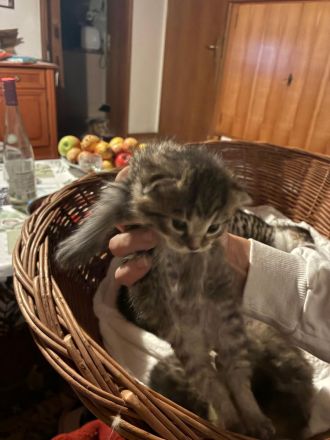 Sibirische Norwegische Waldkatze