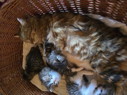 Sibirische Norwegische Waldkatze