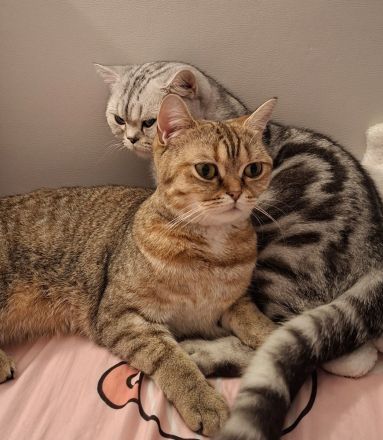 Britisch Kurzhaar (BKH) Kätzchen suchen ein liebevolles Zuhause ❤️🐾