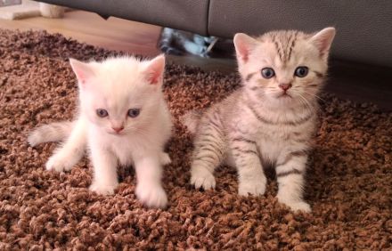 Britisch Kurzhaar (BKH) Kätzchen suchen ein liebevolles Zuhause ❤️🐾