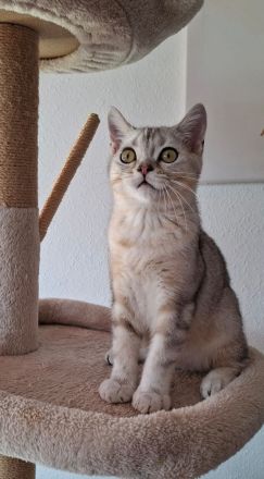 Britisch Kurzhaar (BKH) Kätzchen suchen ein liebevolles Zuhause ❤️🐾