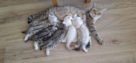 Britisch Kurzhaar (BKH) Kätzchen suchen ein liebevolles Zuhause ❤️🐾