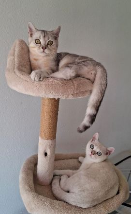 Britisch Kurzhaar (BKH) Kätzchen suchen ein liebevolles Zuhause ❤️🐾
