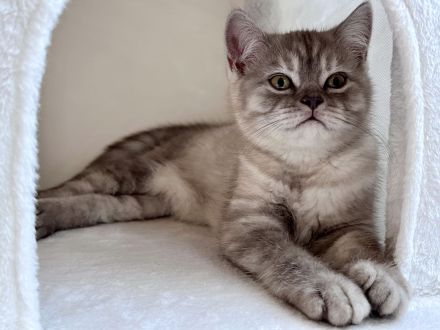 Britisch Kurzhaar BKH Kater sucht sein Zuhause (3 Monate jung)