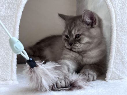 Britisch Kurzhaar BKH Kater sucht sein Zuhause (3 Monate jung)