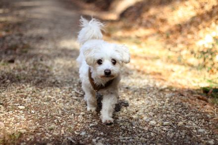 Hundeschule Silvia Helbig – Mobiles Hundetraining im Rhein-Neckar-Kreis