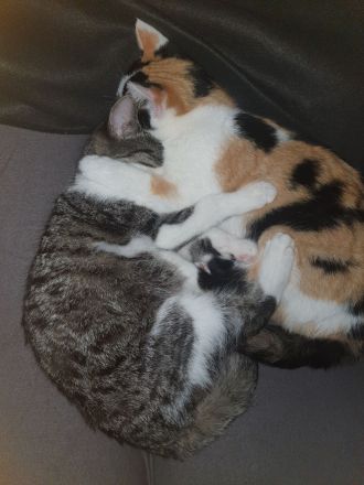Katzen Schwestern suchen neuen Dosenöffner