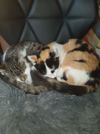 Katzen Schwestern suchen neuen Dosenöffner
