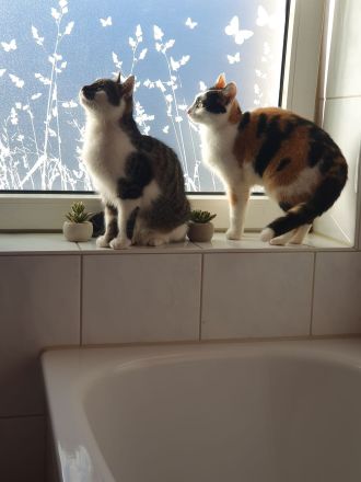 Katzen Schwestern suchen neuen Dosenöffner