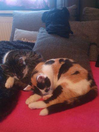 Katzen Schwestern suchen neuen Dosenöffner