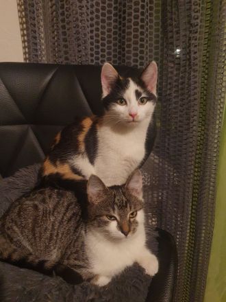 Katzen Schwestern suchen neuen Dosenöffner