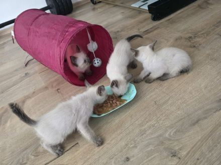 Wunderschöne Siam-Kitten suchen ein liebevolles Zuhause