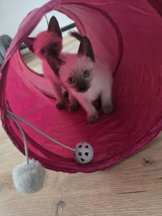 Wunderschöne Siam-Kitten suchen ein liebevolles Zuhause