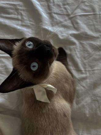 Wunderschöne Siam-Kitten suchen ein liebevolles Zuhause