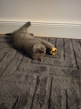 Britisch Shorthair Kitten