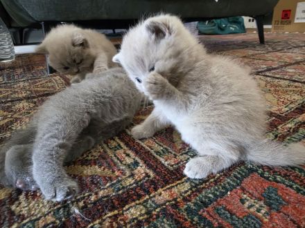 Britisch Shorthair Kitten