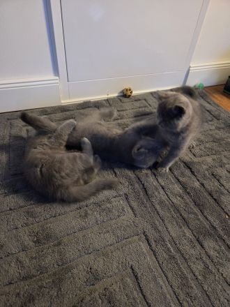 Britisch Shorthair Kitten