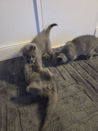 Britisch Shorthair Kitten