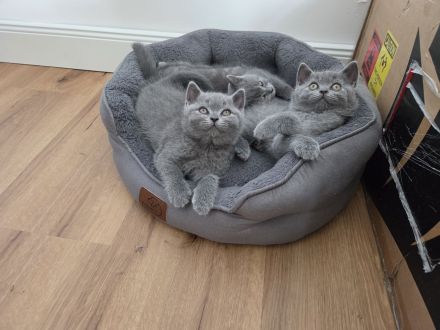 Britisch Shorthair Kitten