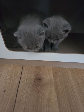 Britisch Shorthair Kitten