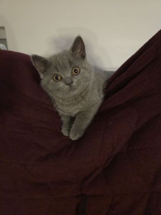 Britisch Shorthair Kitten