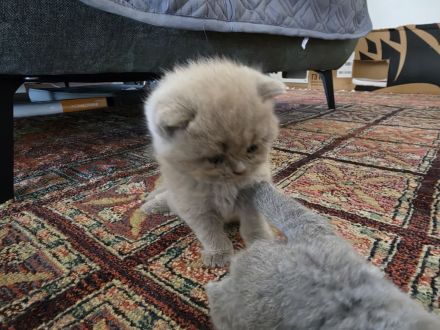 Britisch Shorthair Kitten