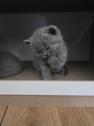 Britisch Shorthair Kitten