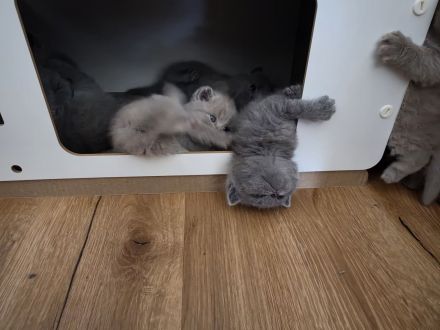 Britisch Shorthair Kitten
