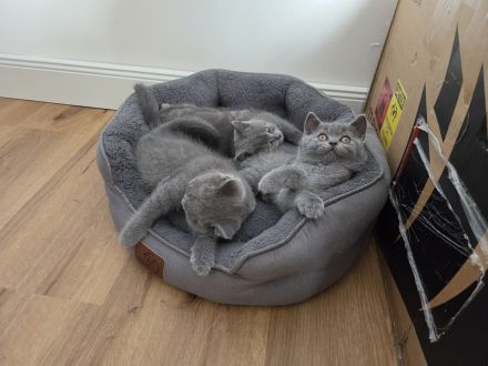 Britisch Shorthair Kitten