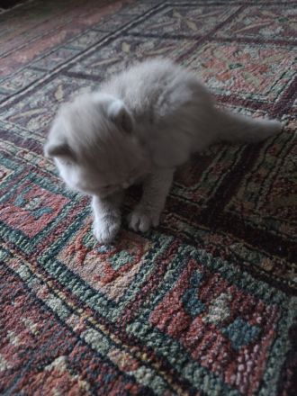 Britisch Shorthair Kitten