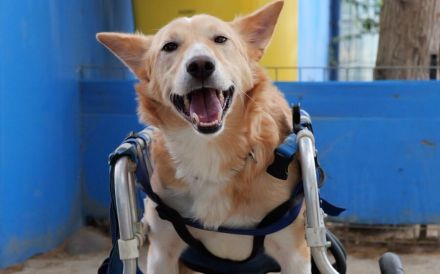 Ein großes Herz für Rollihund Peco gesucht