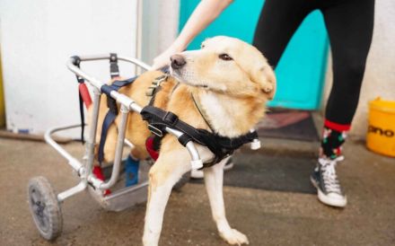 Ein großes Herz für Rollihund Peco gesucht