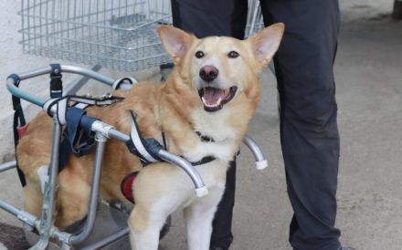 Ein großes Herz für Rollihund Peco gesucht